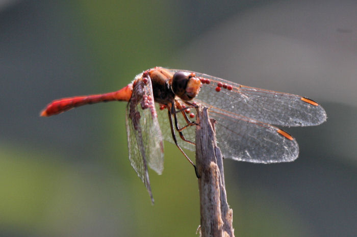 Sympetrum meridionale con idracaridi